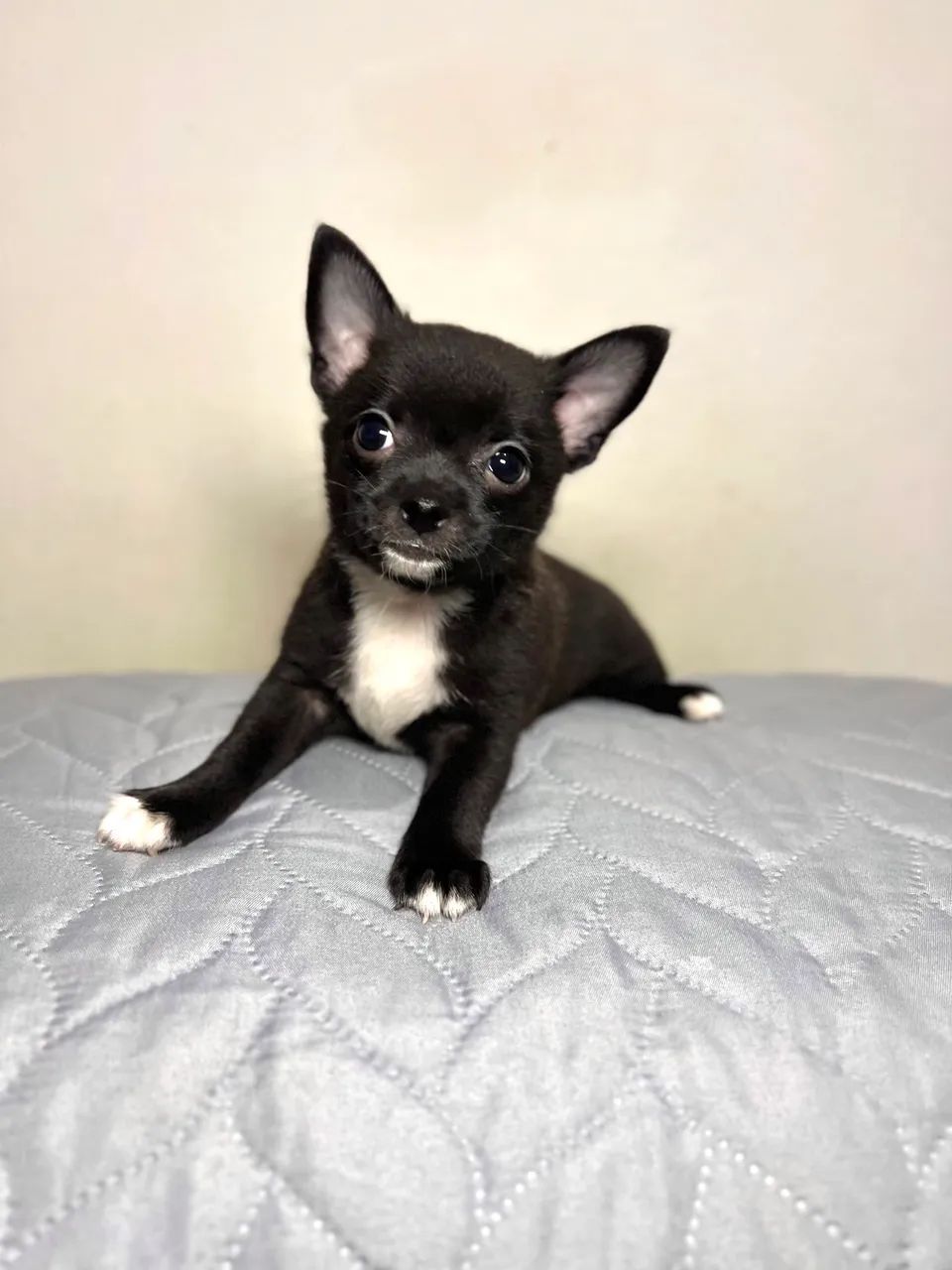 Chihuahua  - Foto 2