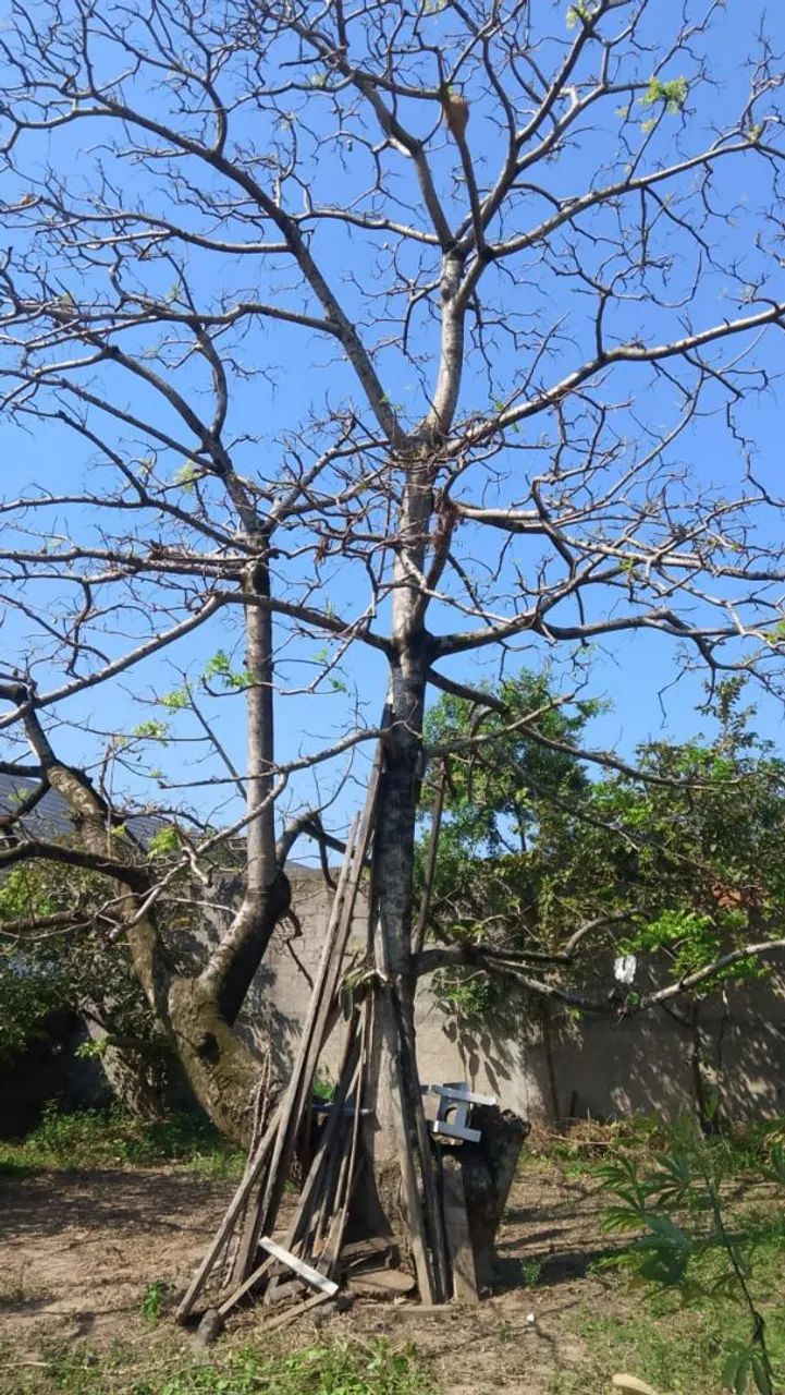Corte e podas de árvores 