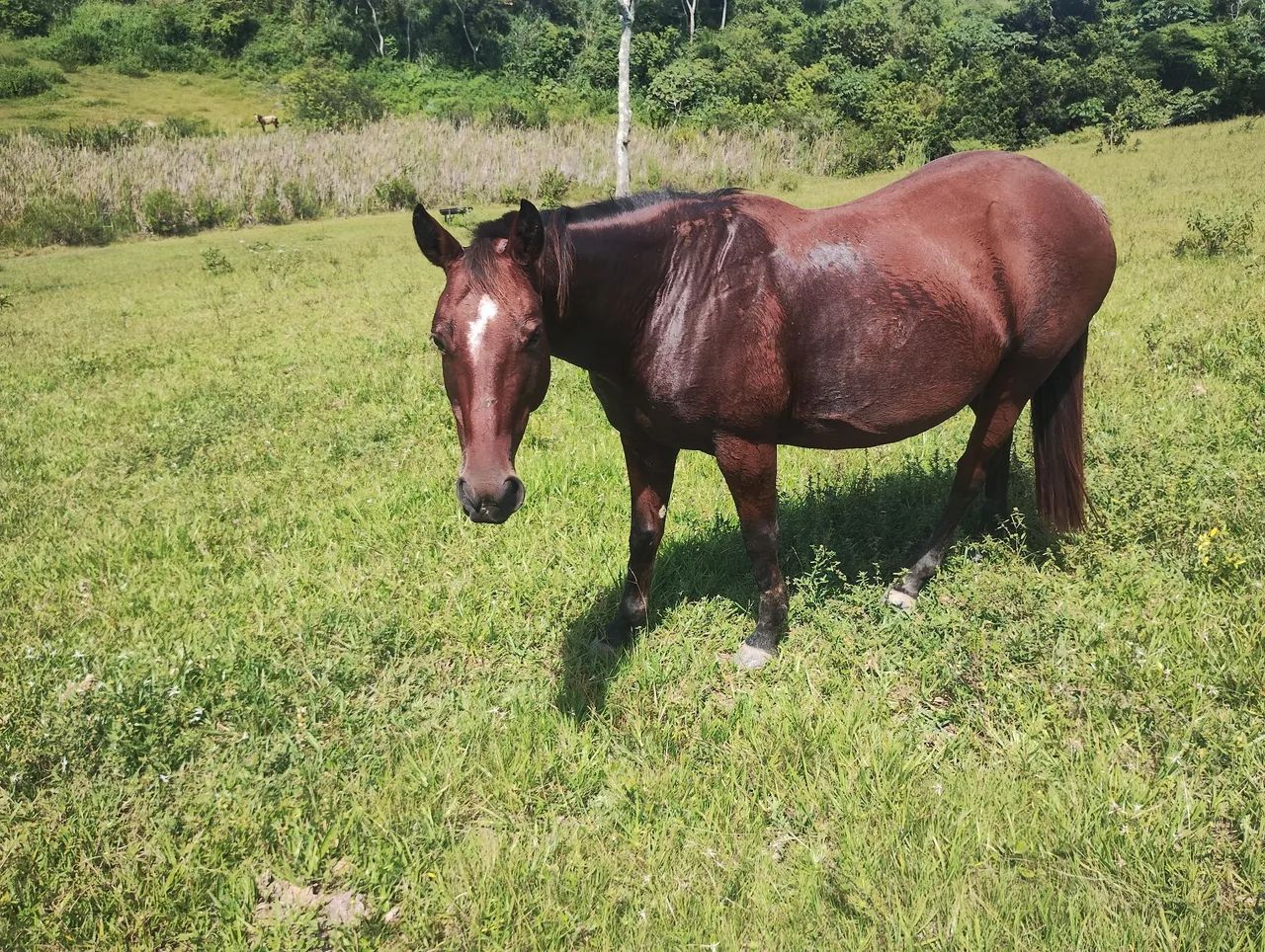 Cavalos puros de origem a venda - Foto 5