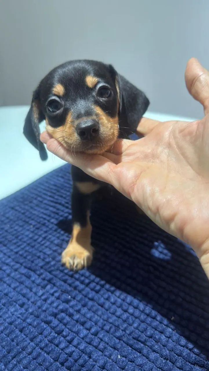 Filhote de dachshund - Foto 2