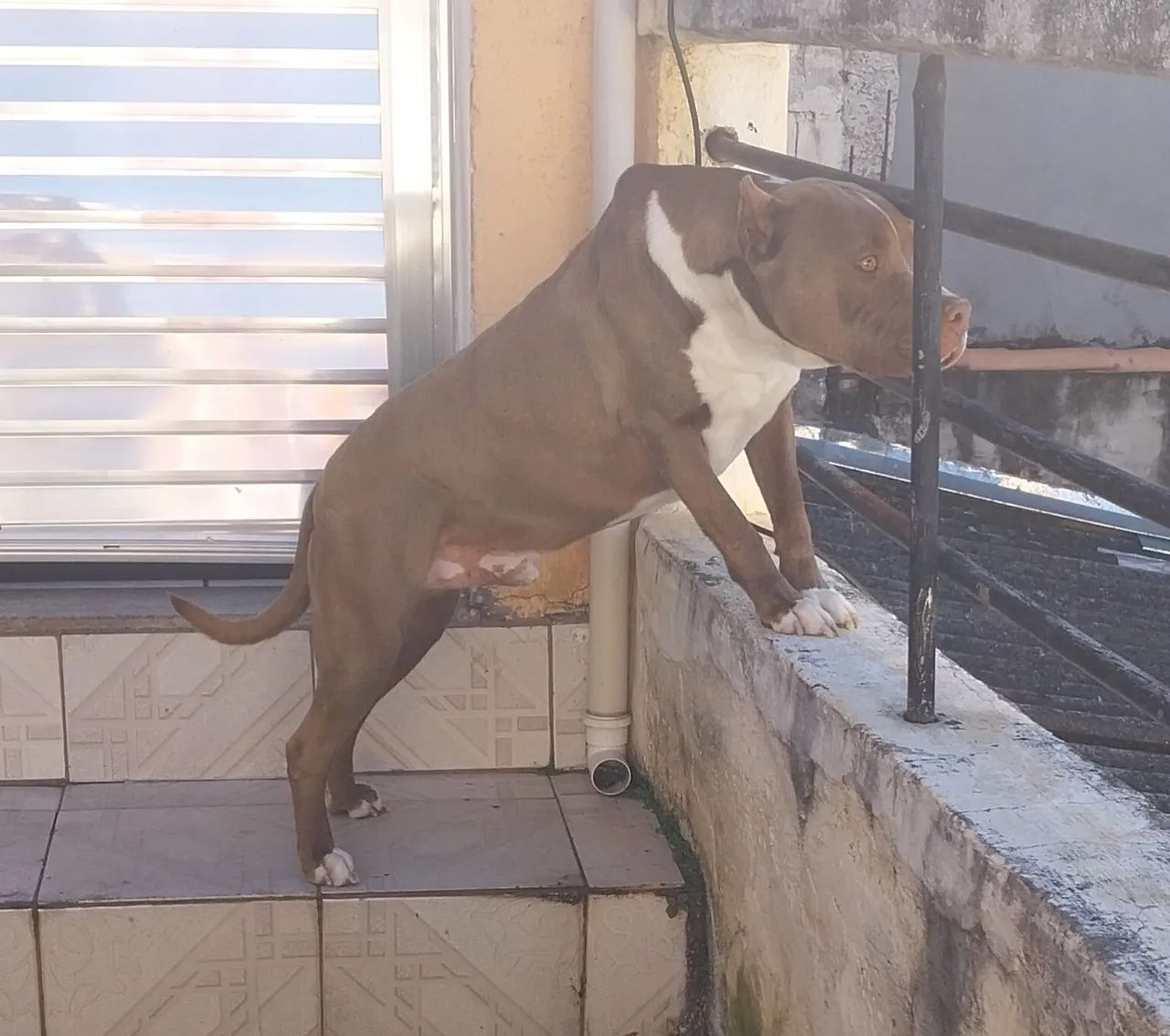 Doa -se  Pitbull  Macho 4 Anos - Foto 4