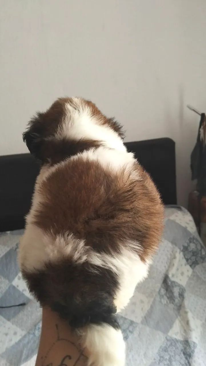 Cachorro  - Foto 2