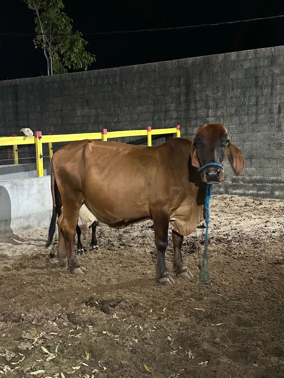 Vaca leiteira - Foto 2