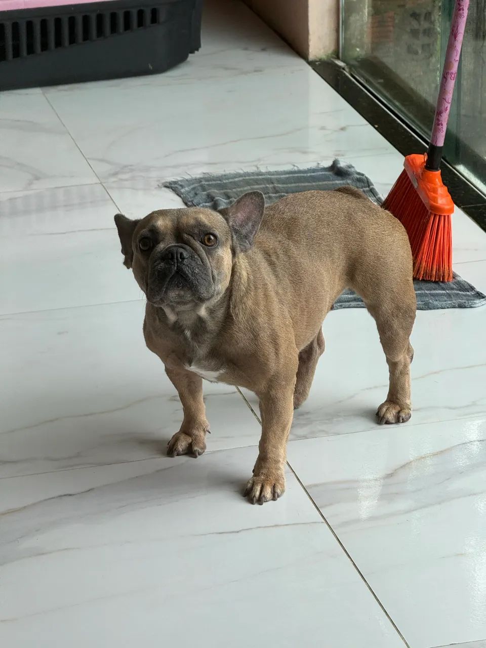 Vendo buldogue  - Foto 4