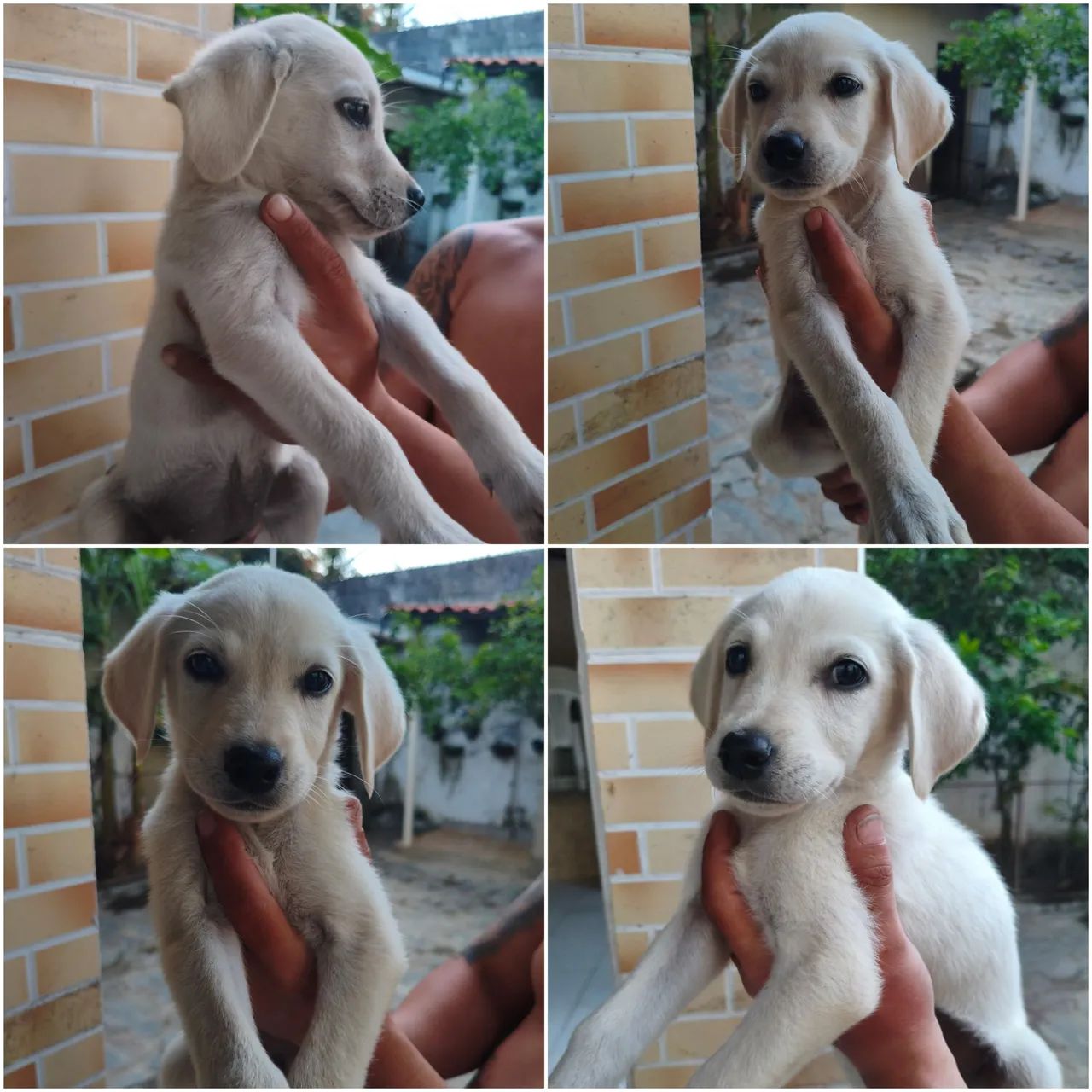 Filhotes de Labrador Retriever 