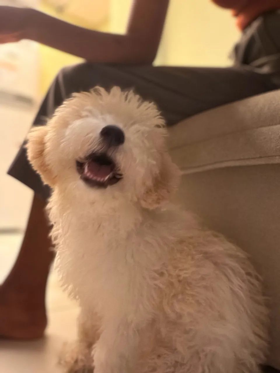 Poodle   - Foto 3