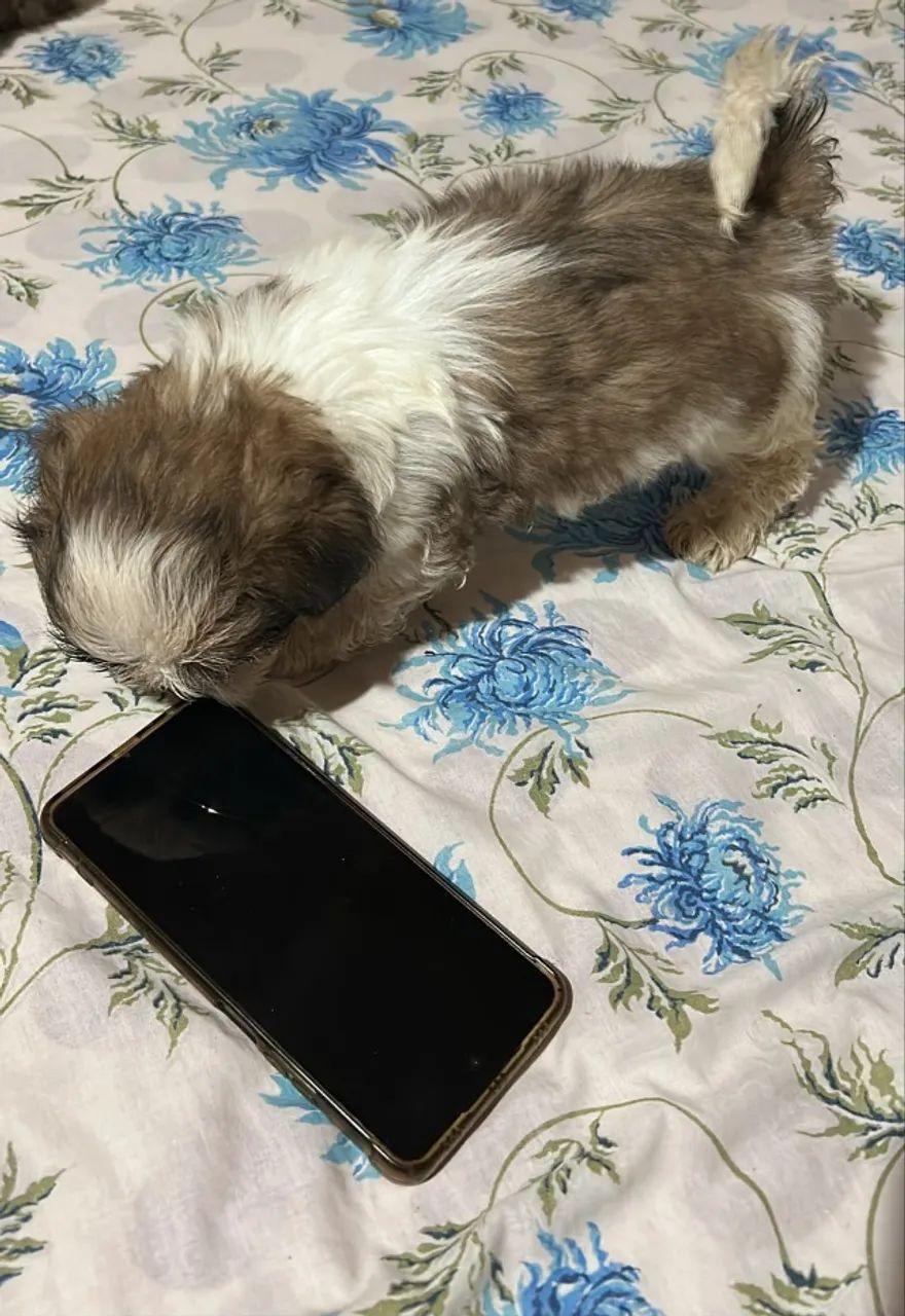 Cachorro  Shitzu  - Foto 4