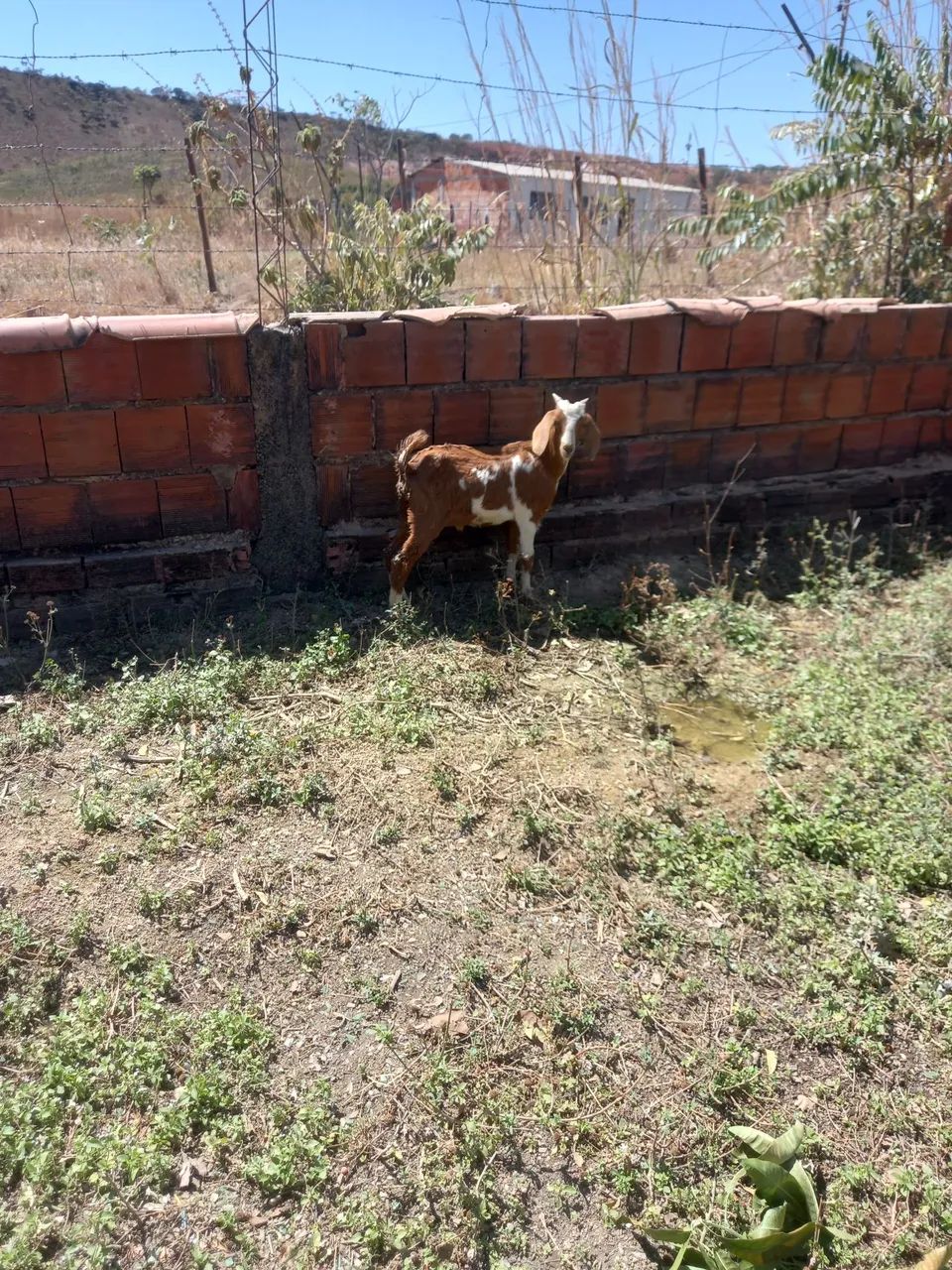 Cabra, Bode, cabrito, cordeiro, ovelha e boregos - Foto 4