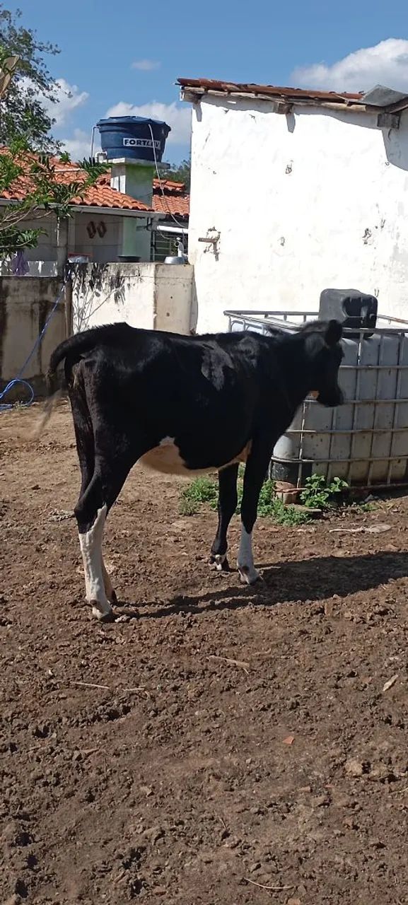 animais  - Foto 4