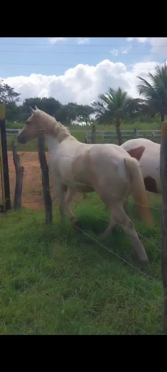 Potro Paint horse 