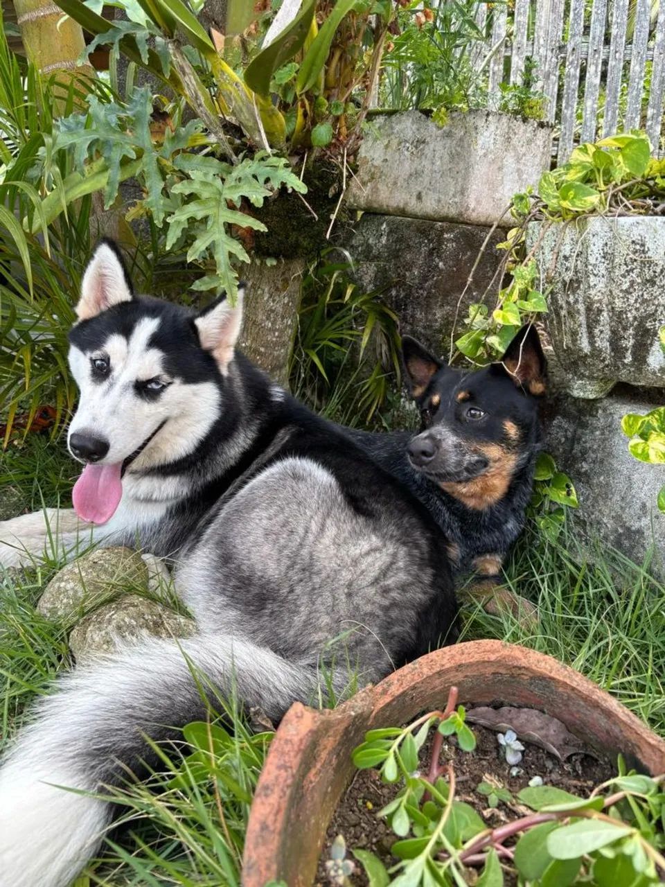 Hospedagem Para Pet's - Foto 3