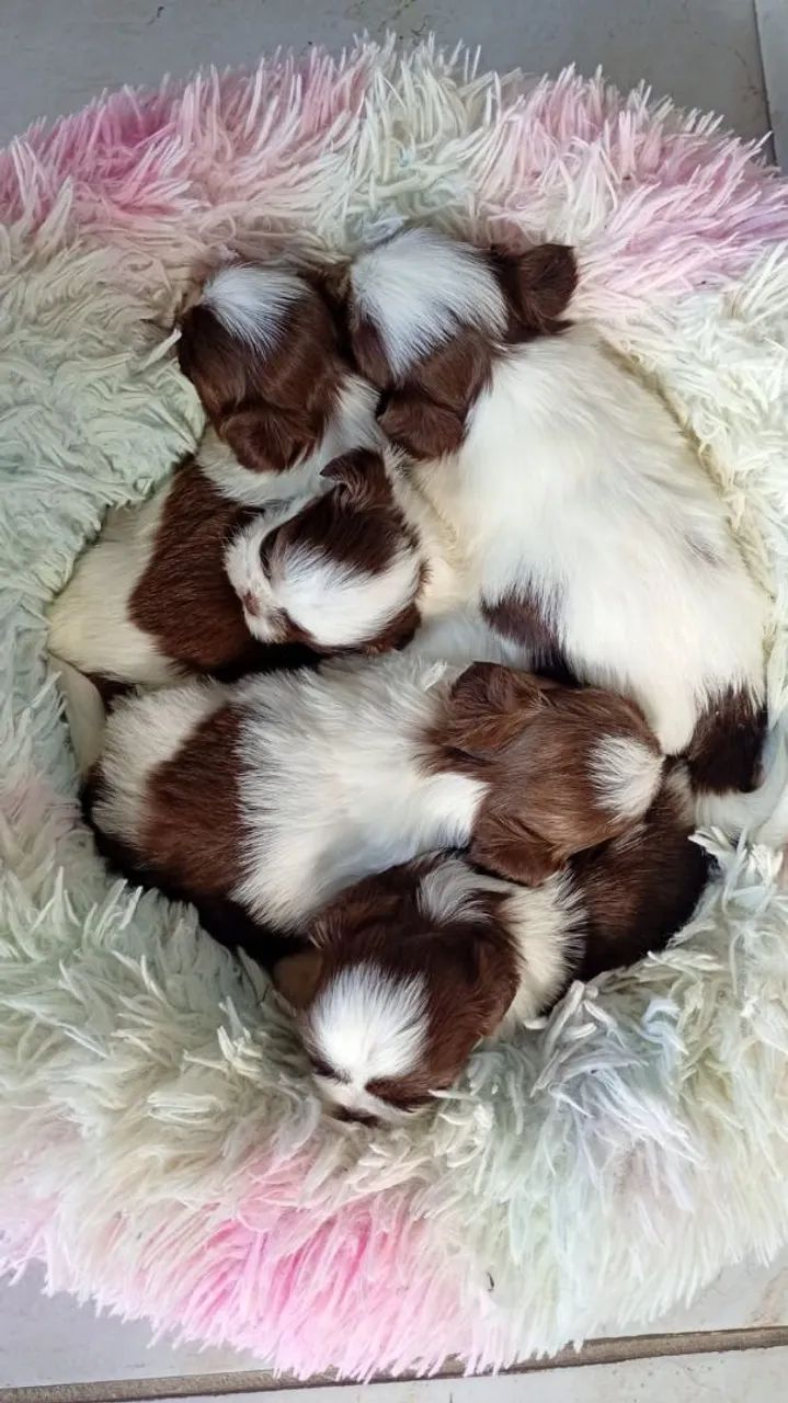 Filhote de shihtzu 