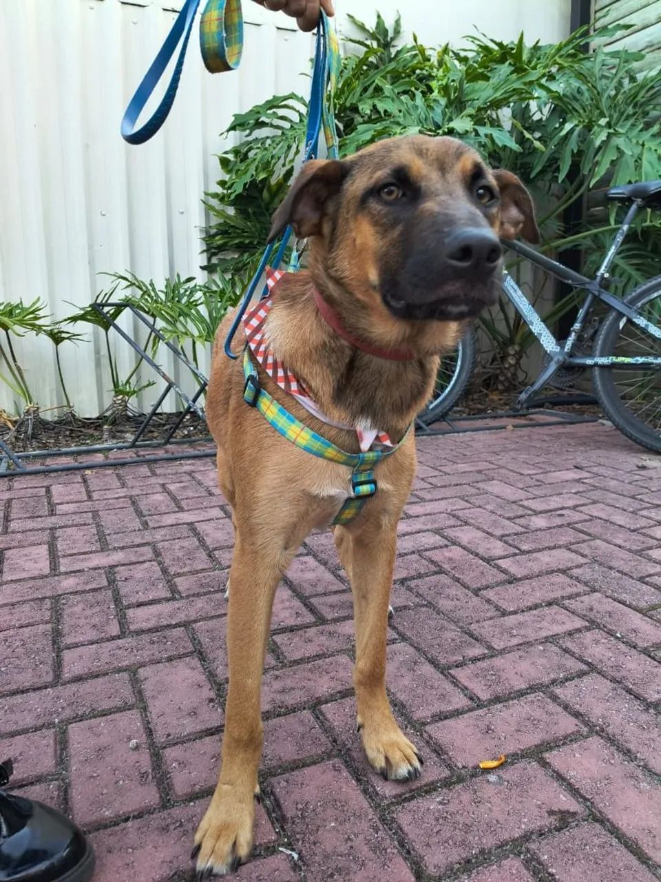 Adoção Doação Cachorro  - Foto 3
