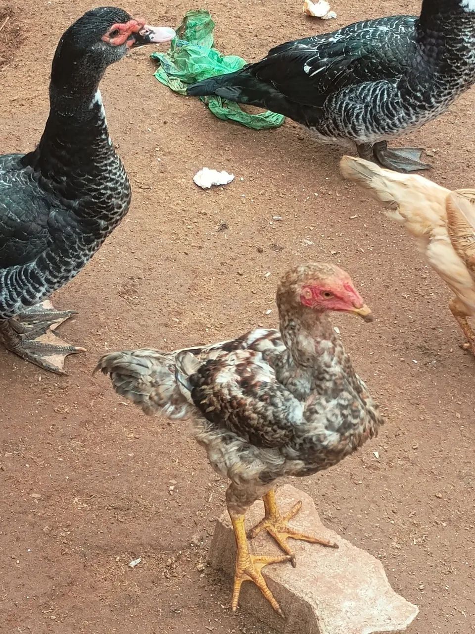 Vendo frango e galinha - Foto 4