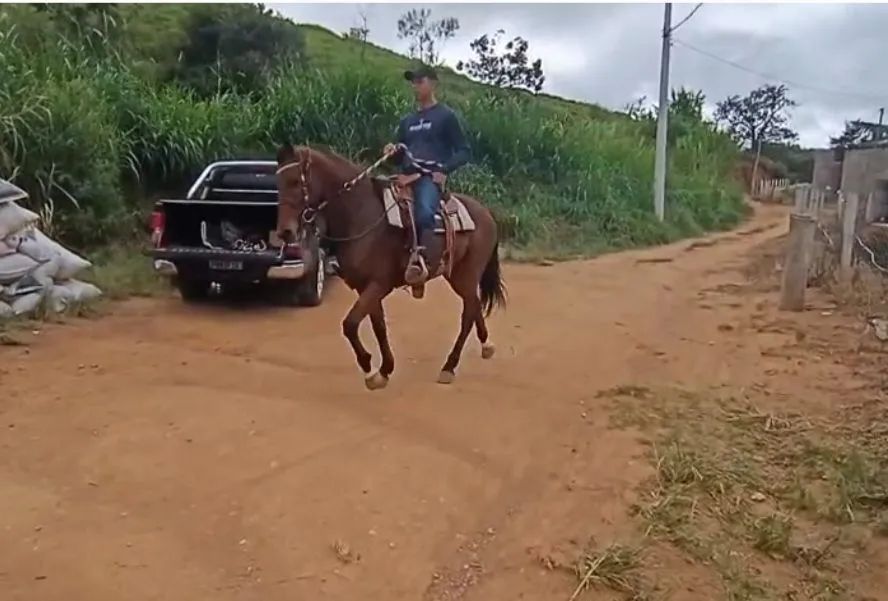 Cavalo Castrado Marcha Picada