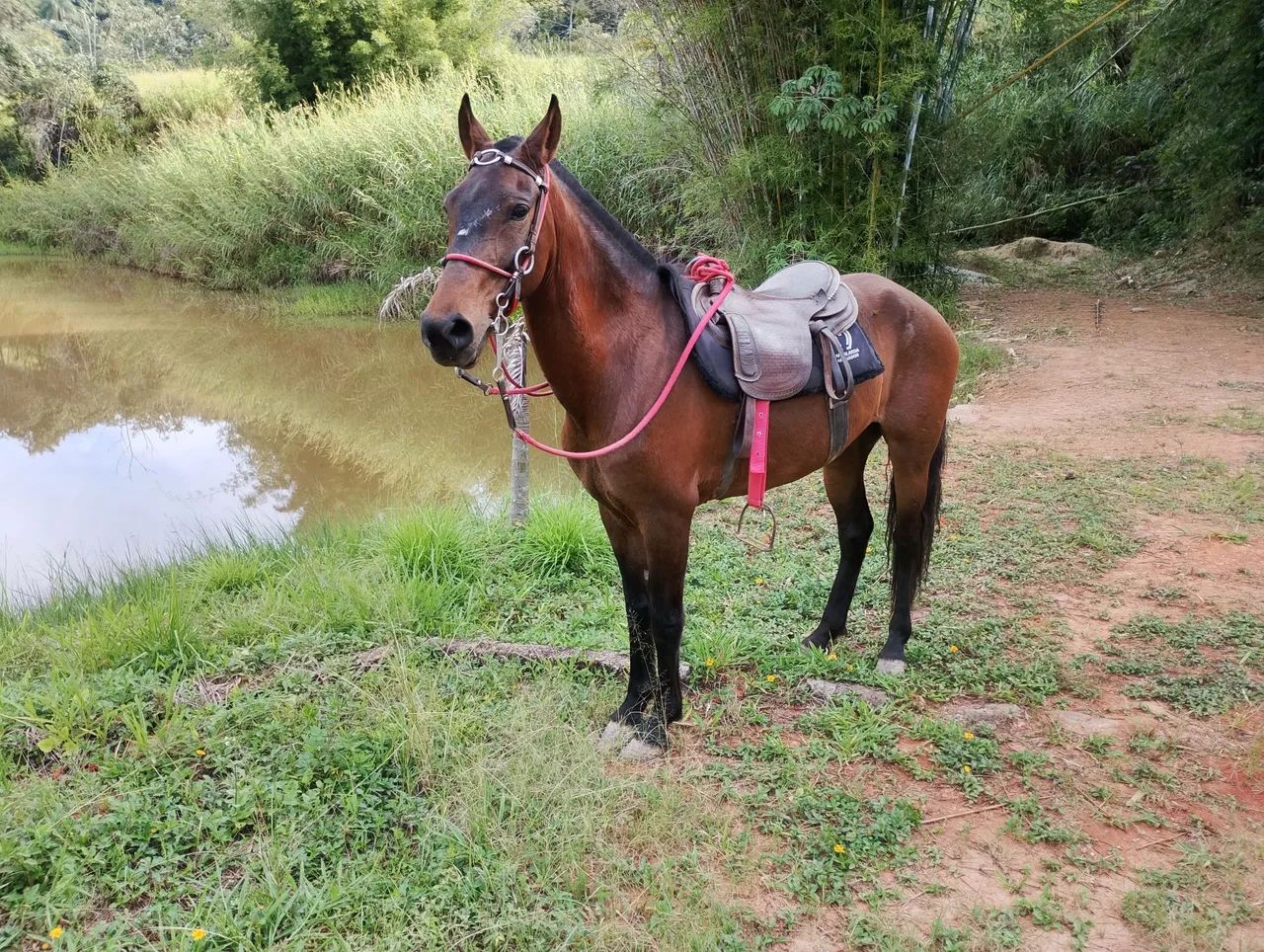 Cavalo  - Foto 5
