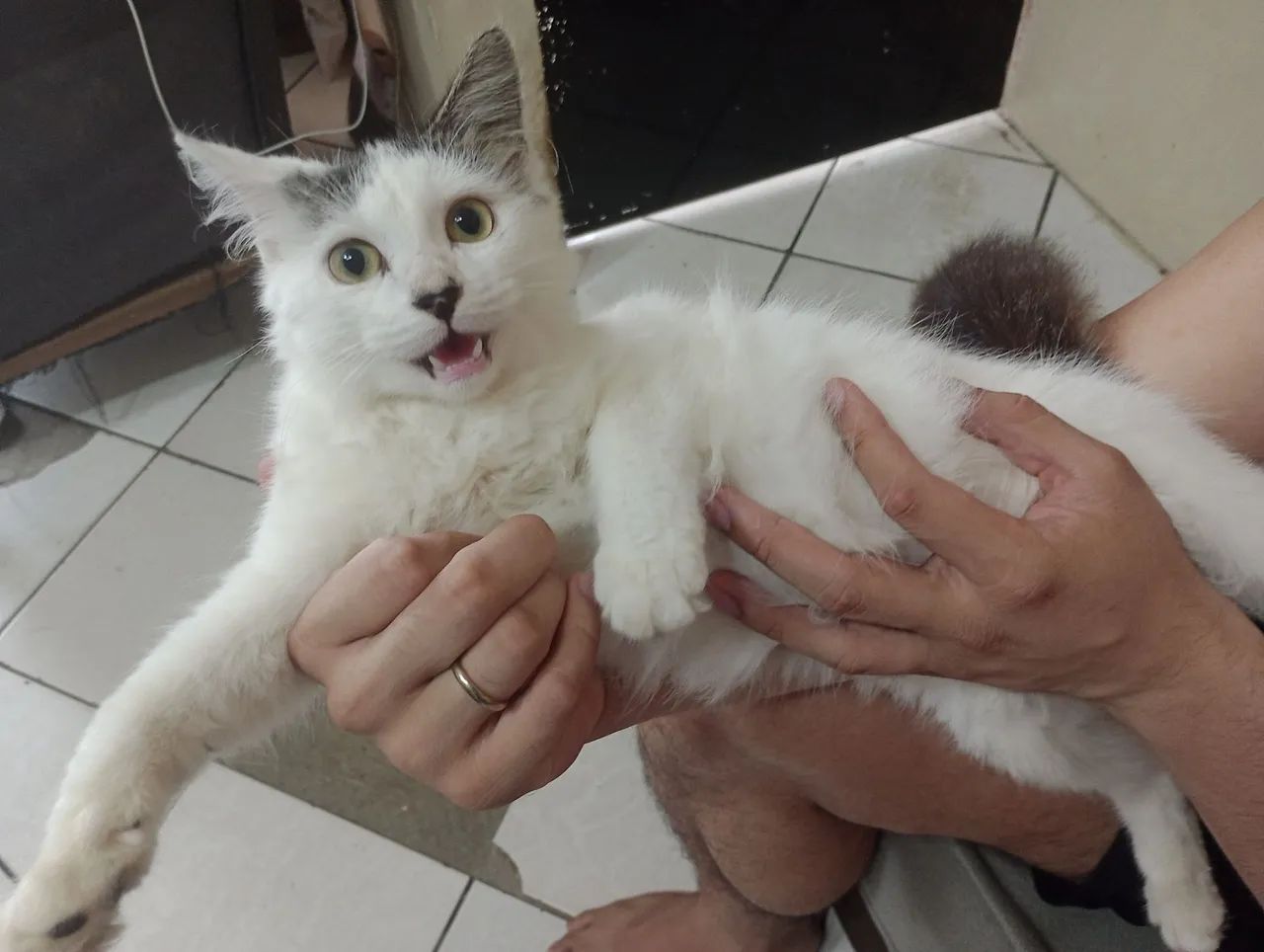 Gatinho Bento (irmão com Chico)