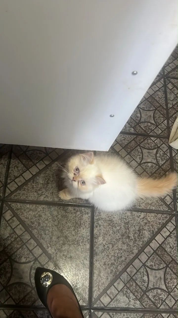 Persa macho