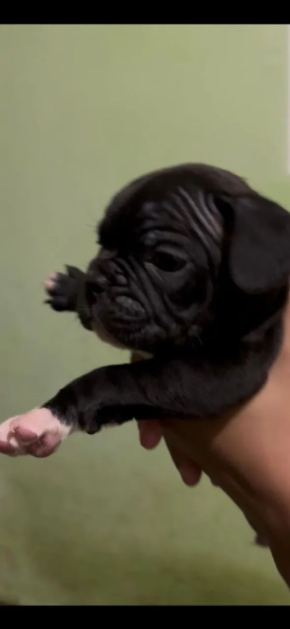 Bulldog francês macho  - Foto 5