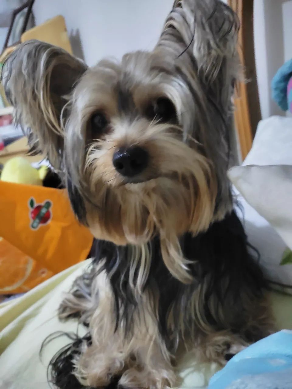 Animais de estimação 