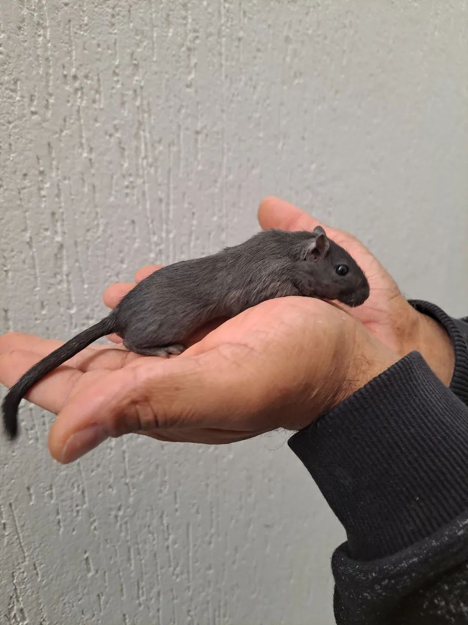 Esquilo da Mongólia Gerbil Black - Foto 3