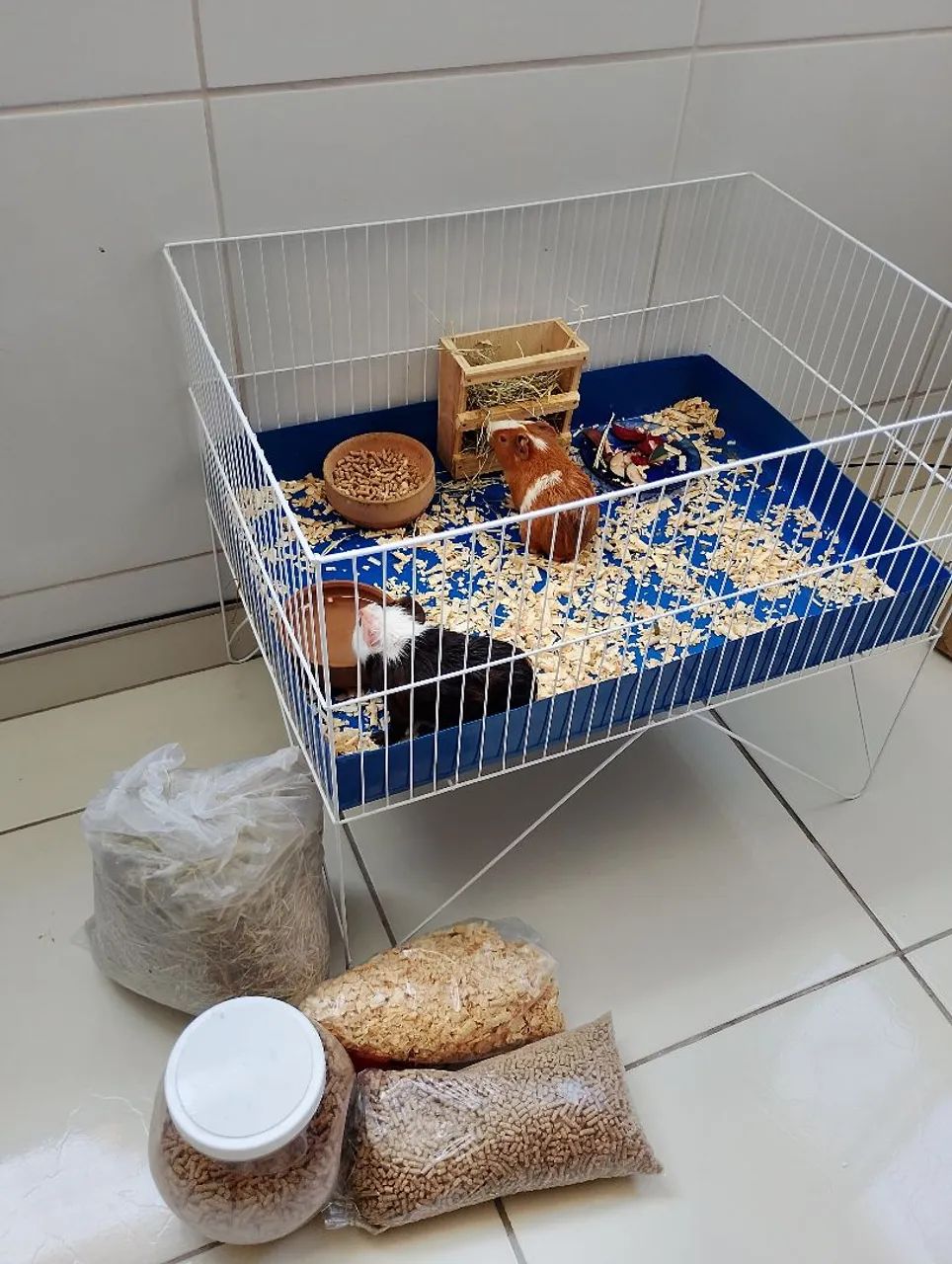 2 Porquinhos da índia machos 3 meses gaiola grande acessórios e ração