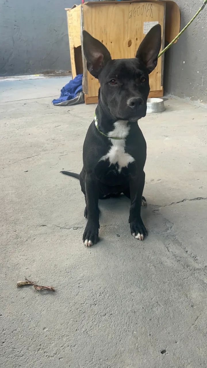 Pitbull 