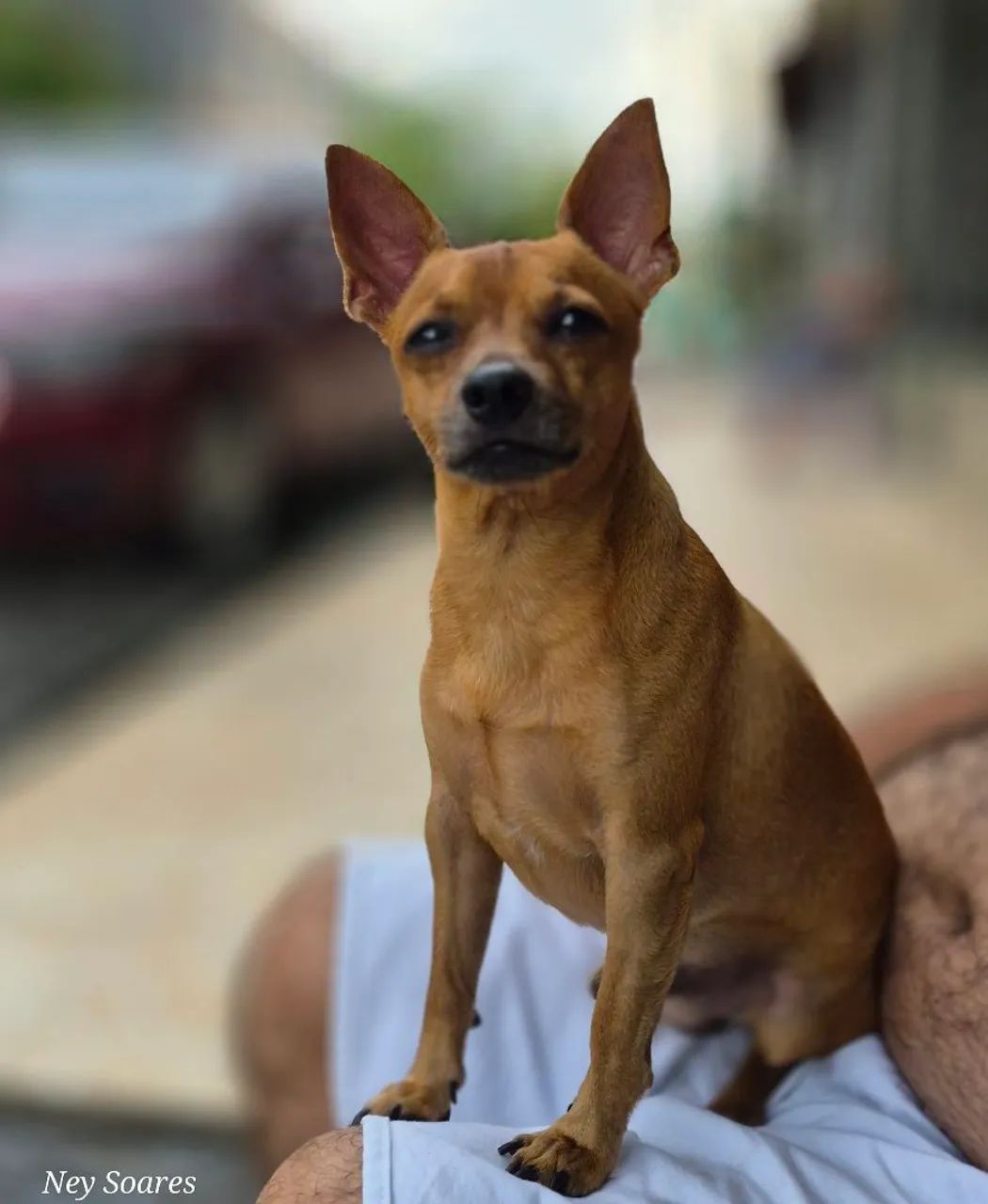 Meu nome é Thor, procuro uma namorada!!! - Foto 3
