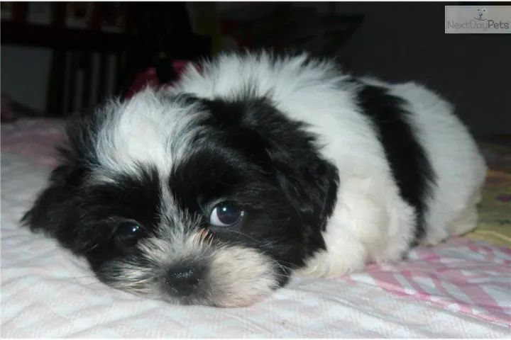 Filhotes de Shih Tzu | Companheirismo sem igual