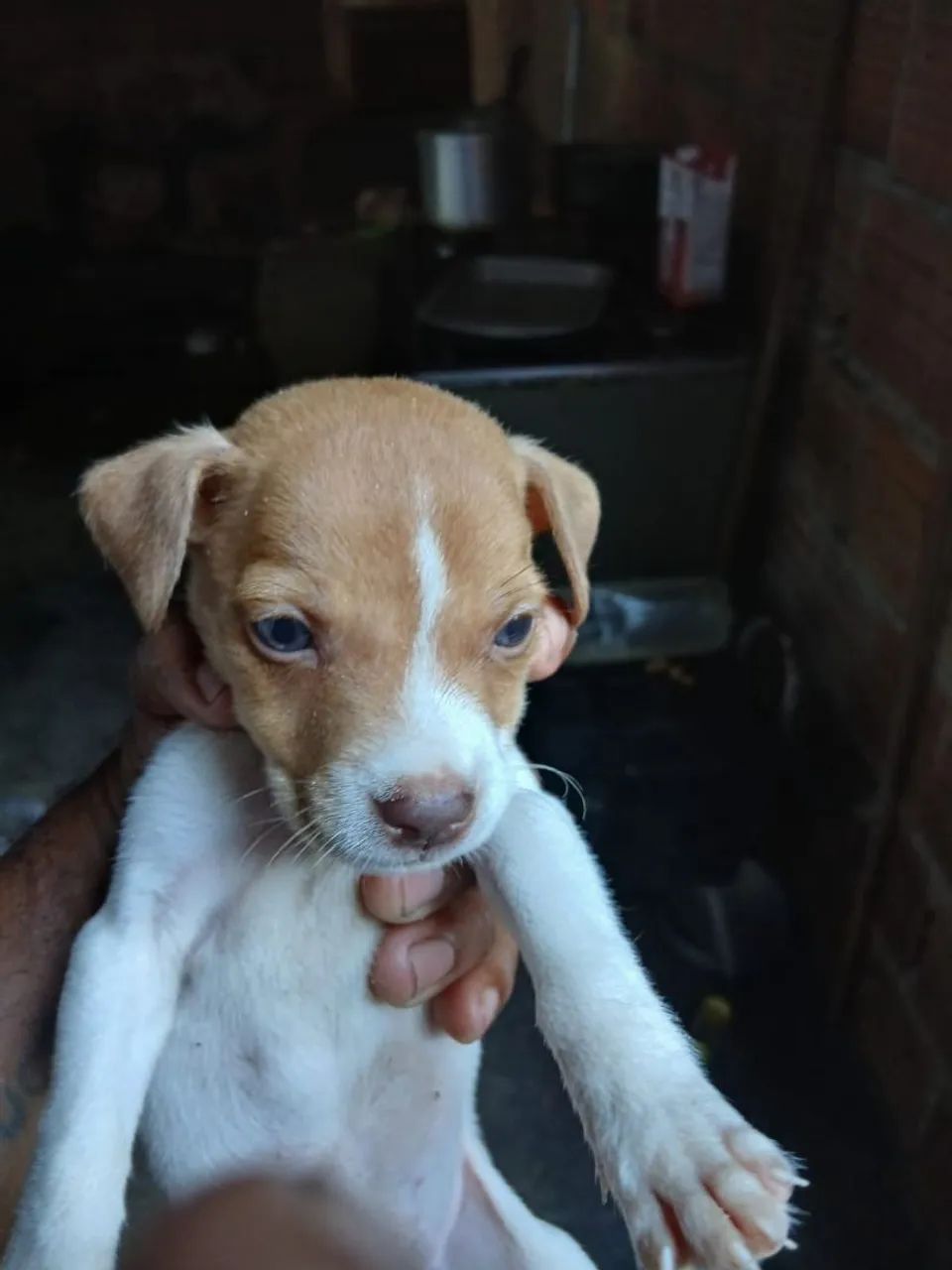 Cachorro - Foto 2