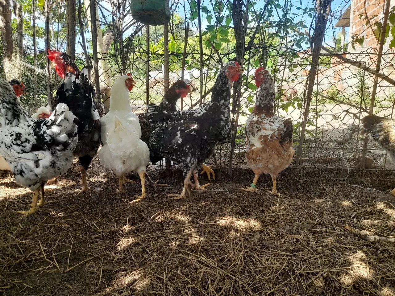 Ovos férteis galinha Balão  - Foto 3