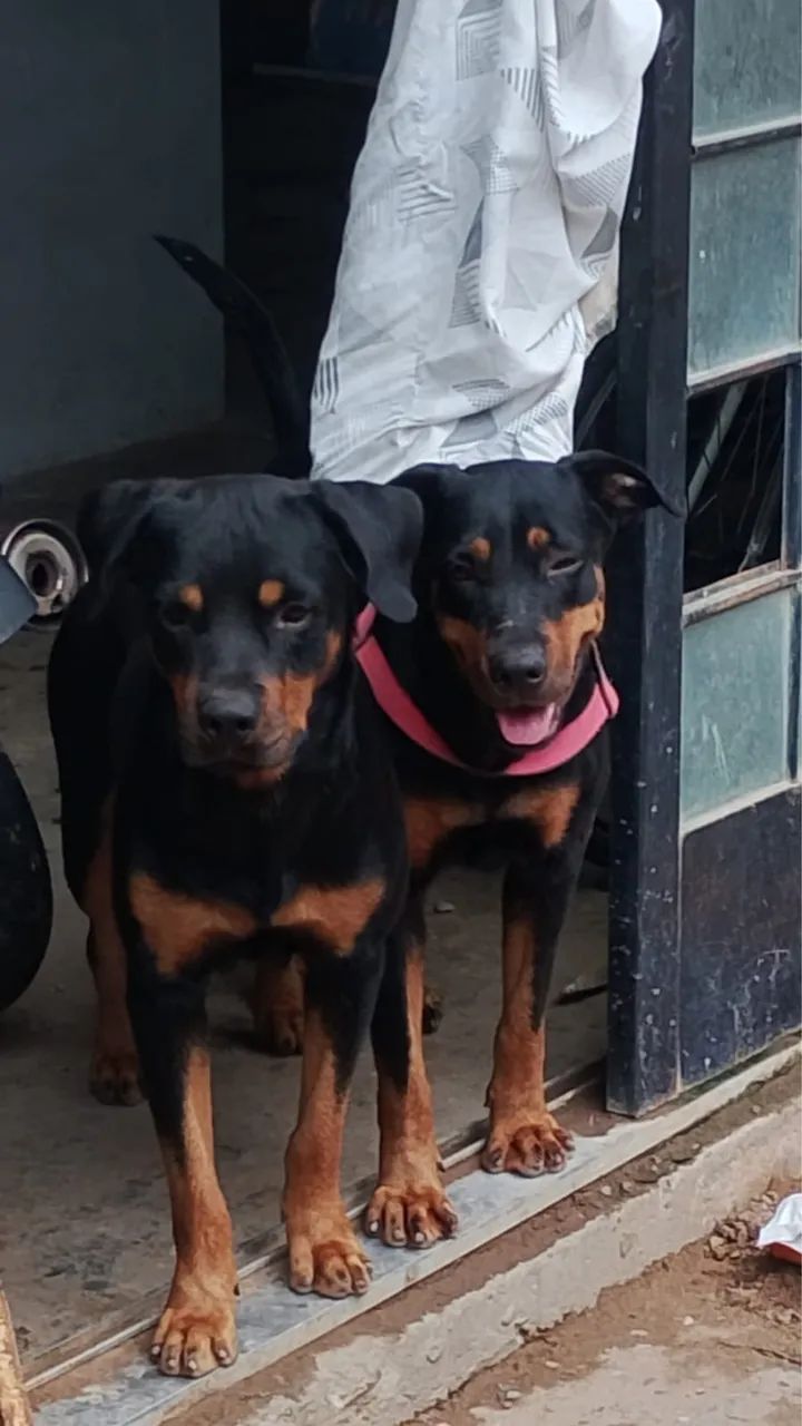 Cachorro Rottweiler  - Foto 2