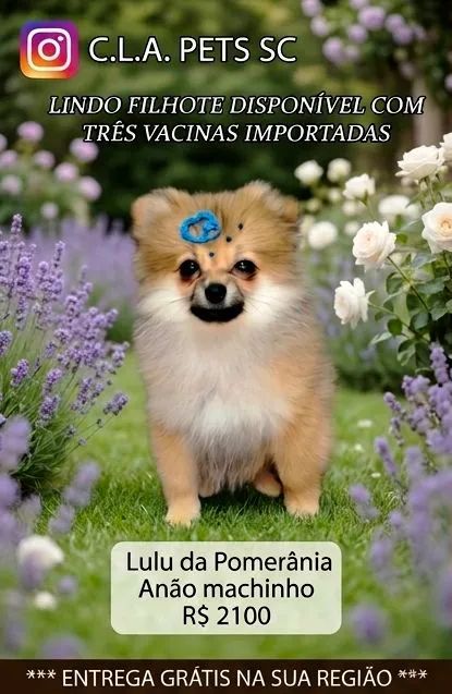 Lulu anão  - Foto 2