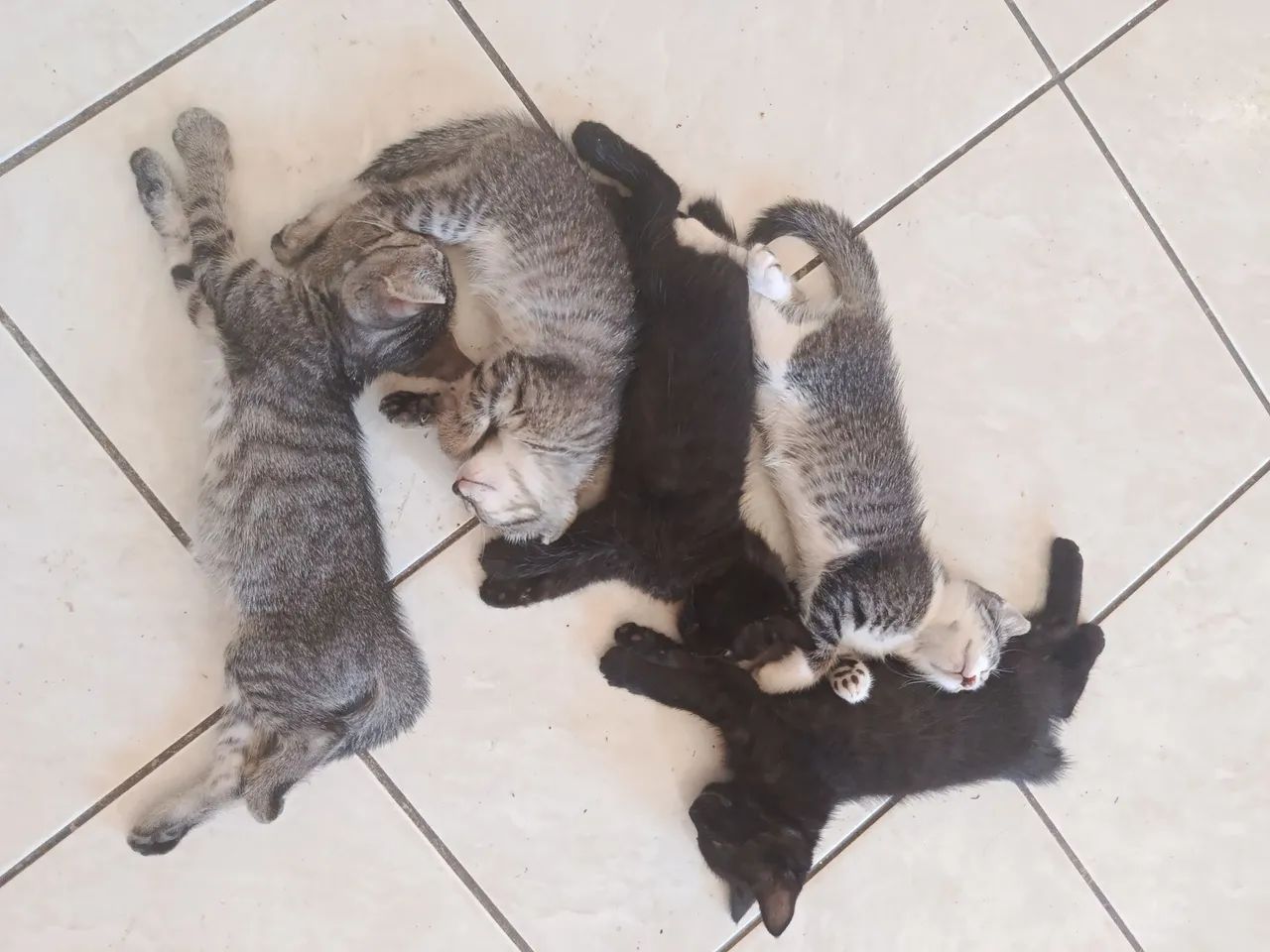 Gatinho fofinho pra adoção  - Foto 2