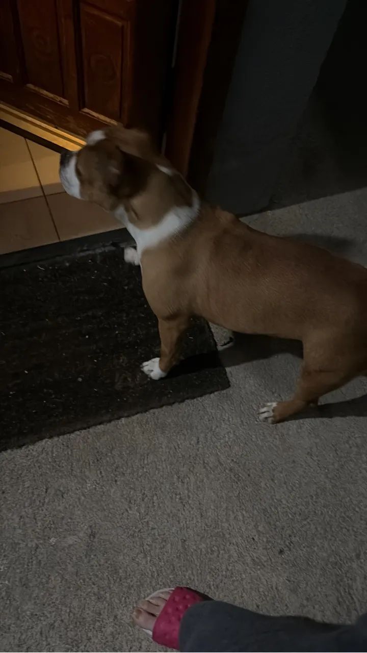 American Bully - Foto 3