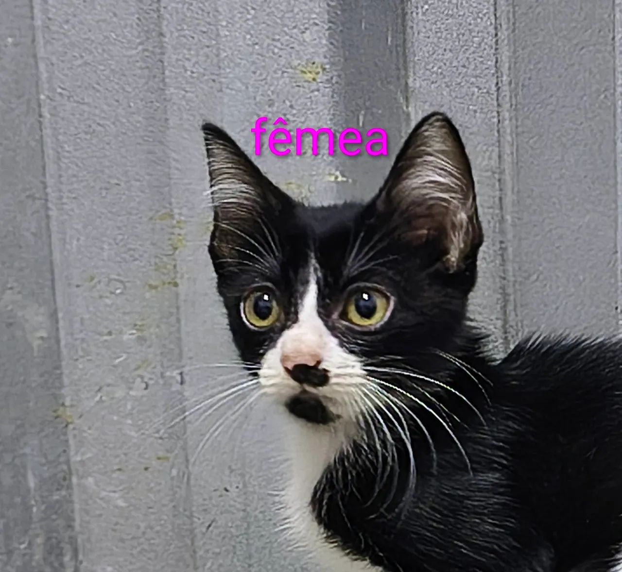 Gatinhos filhotes para adoção  - Foto 5