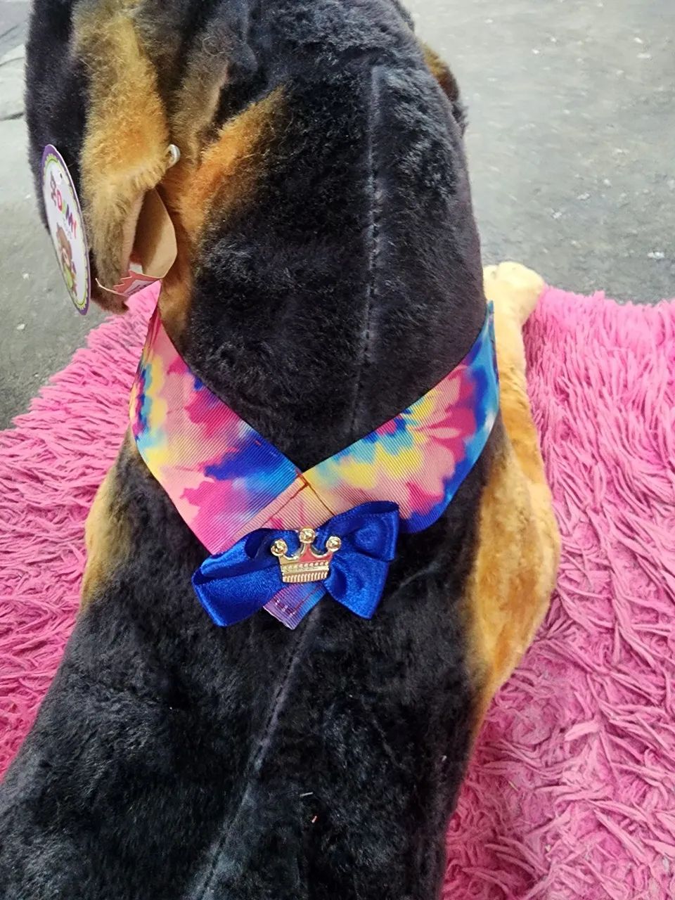 Pet - Foto 4