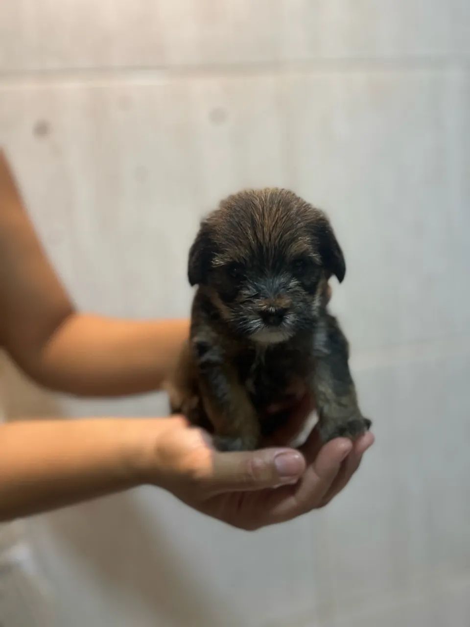 YORKPOO  - Foto 5