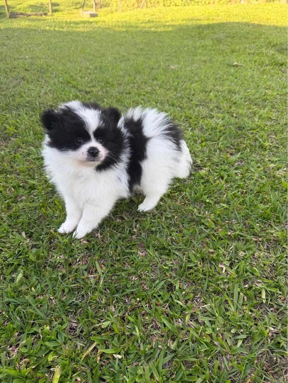 Spitz alemão  - Foto 5