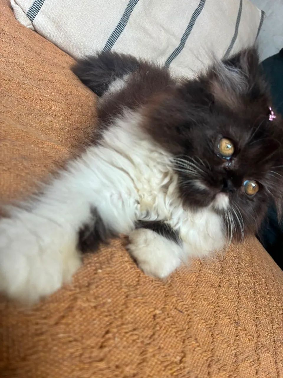 Gato Persa  - Foto 5