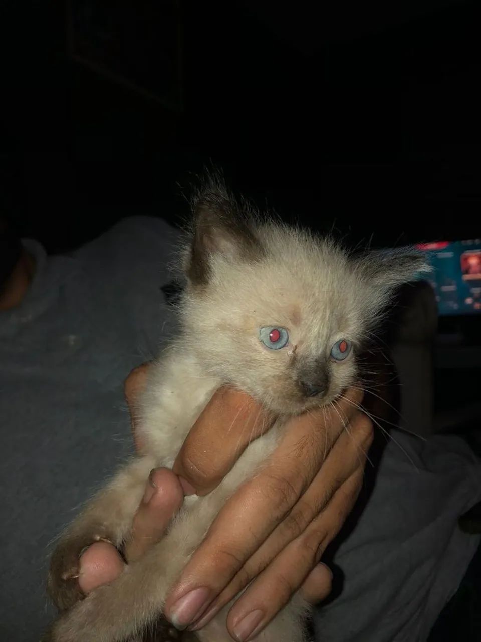 4 filhote de gato - Foto 2