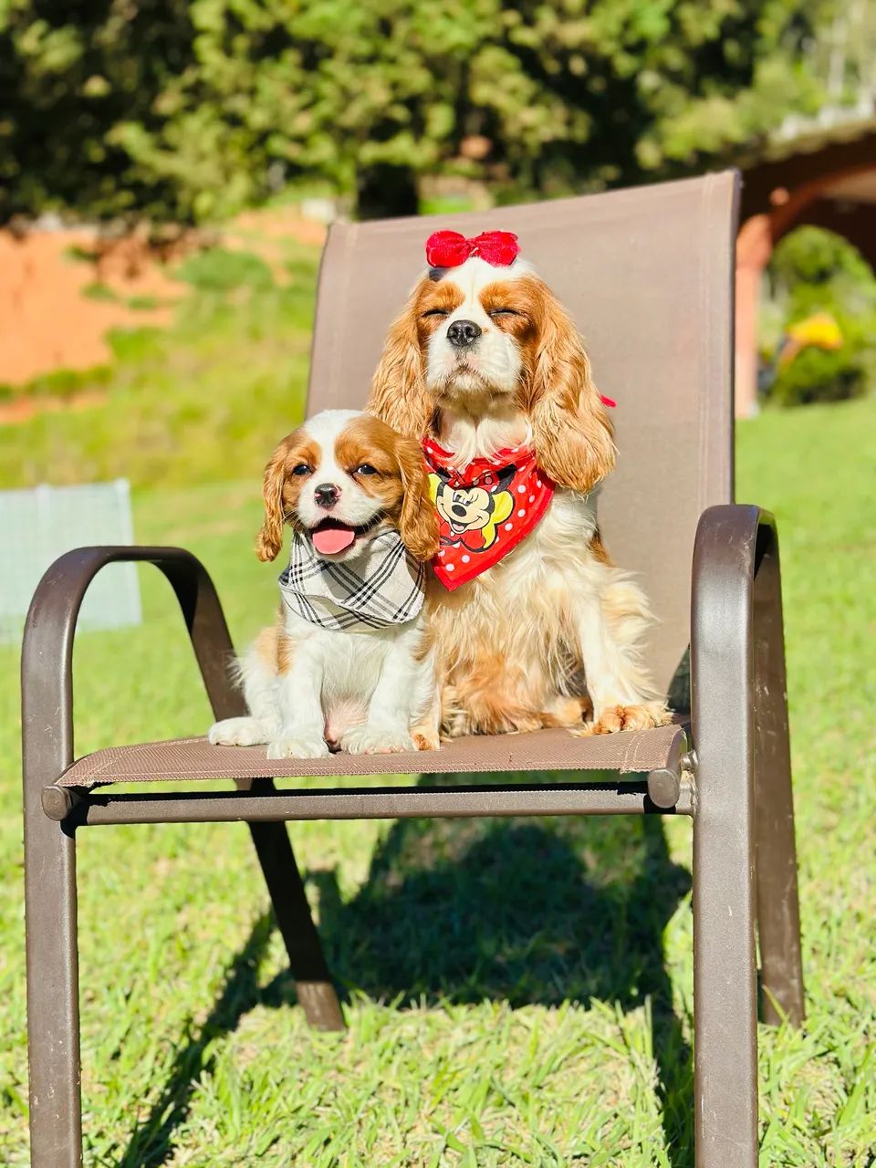 Cavalier king 