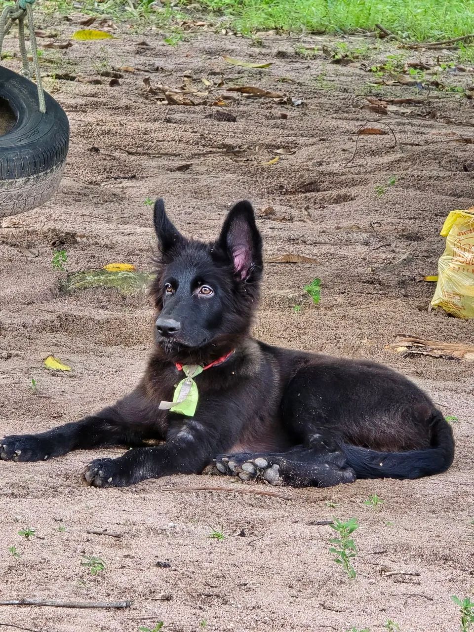 Cão pastor  - Foto 2