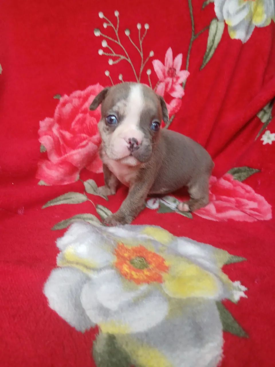 American bully  - Foto 2