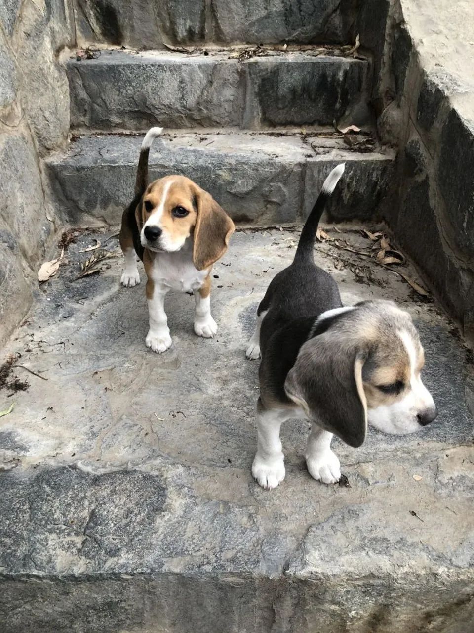Beagle Faça sua reserva antecipada