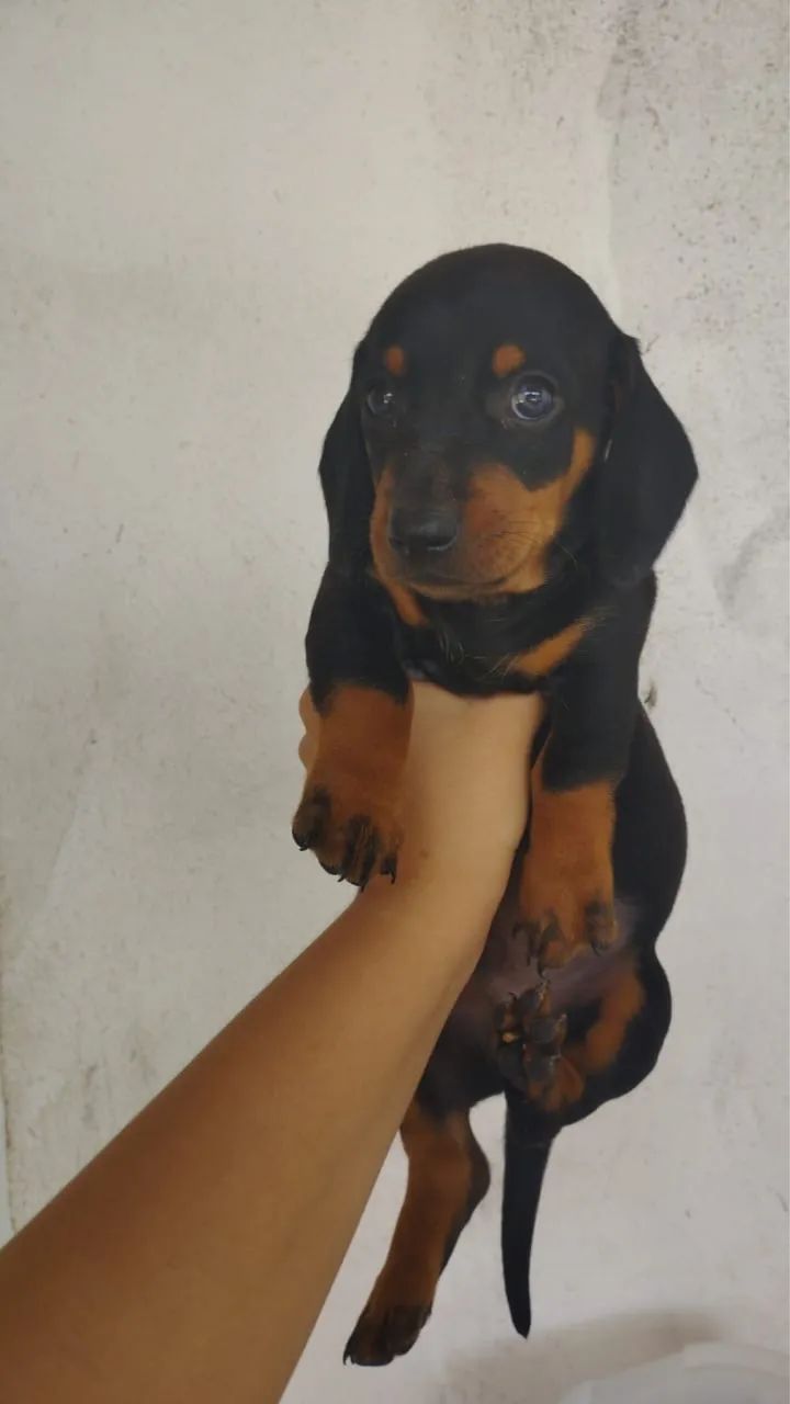 Salsicha macho - Foto 4