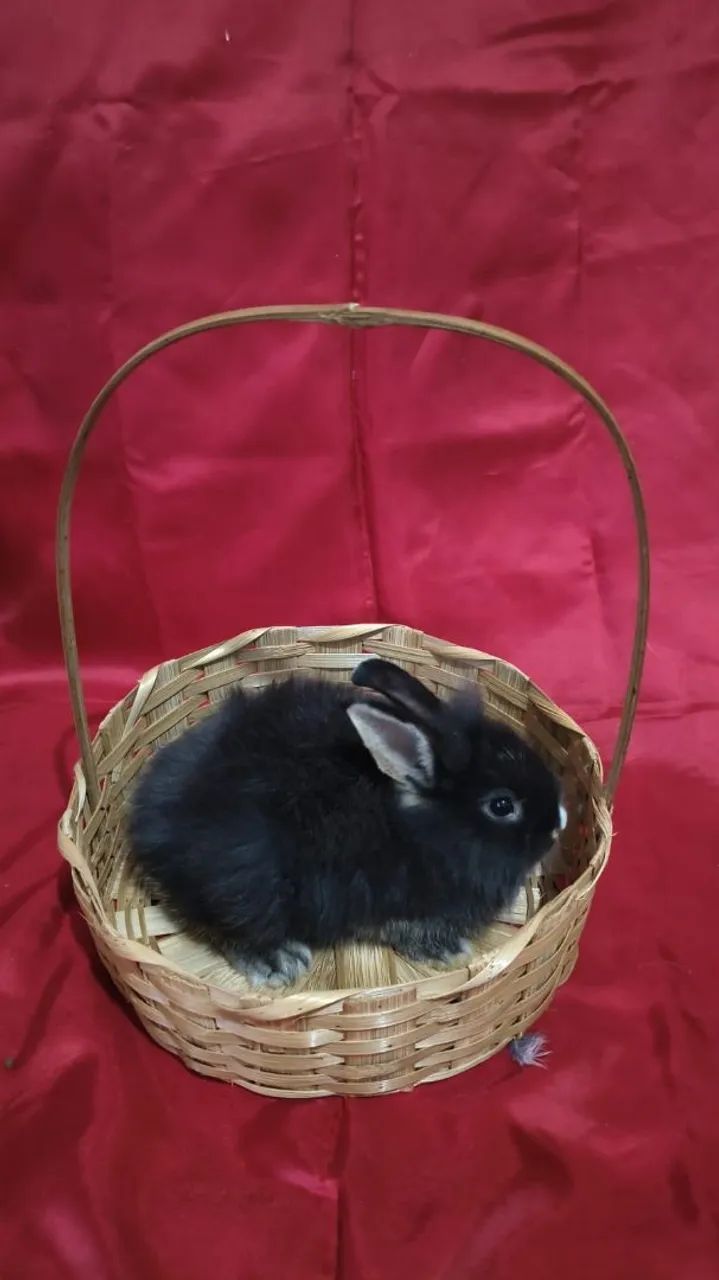 Vende-se mini coelhos anão raça Lion Head - Foto 2