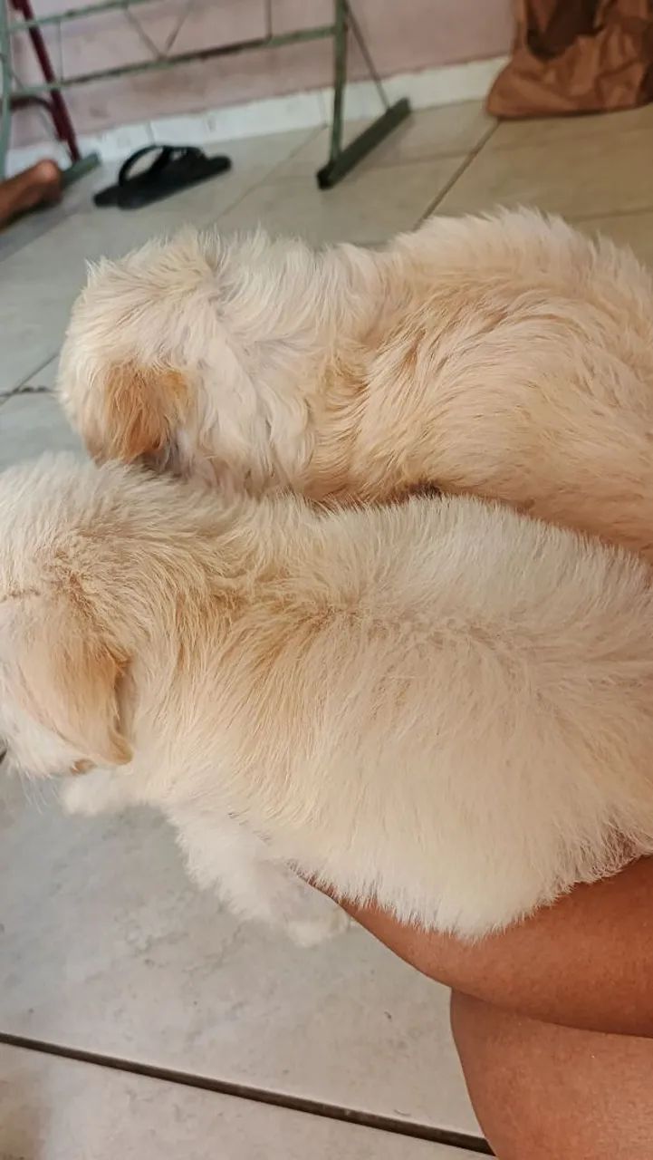 Filhotes de lhasa apsocom com poodle - Foto 5
