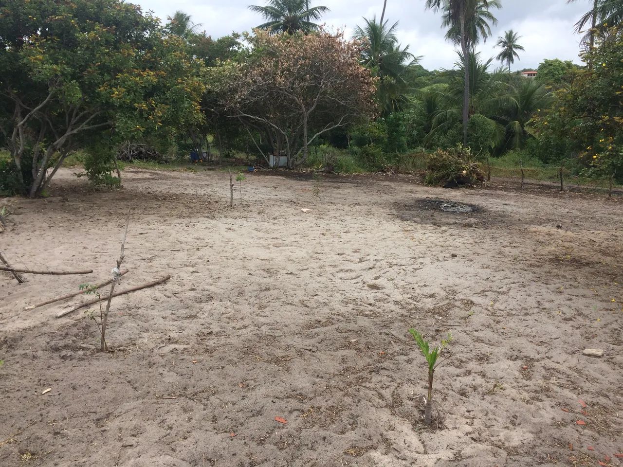 Sítio com coqueiros é próximo a praia - Foto 4