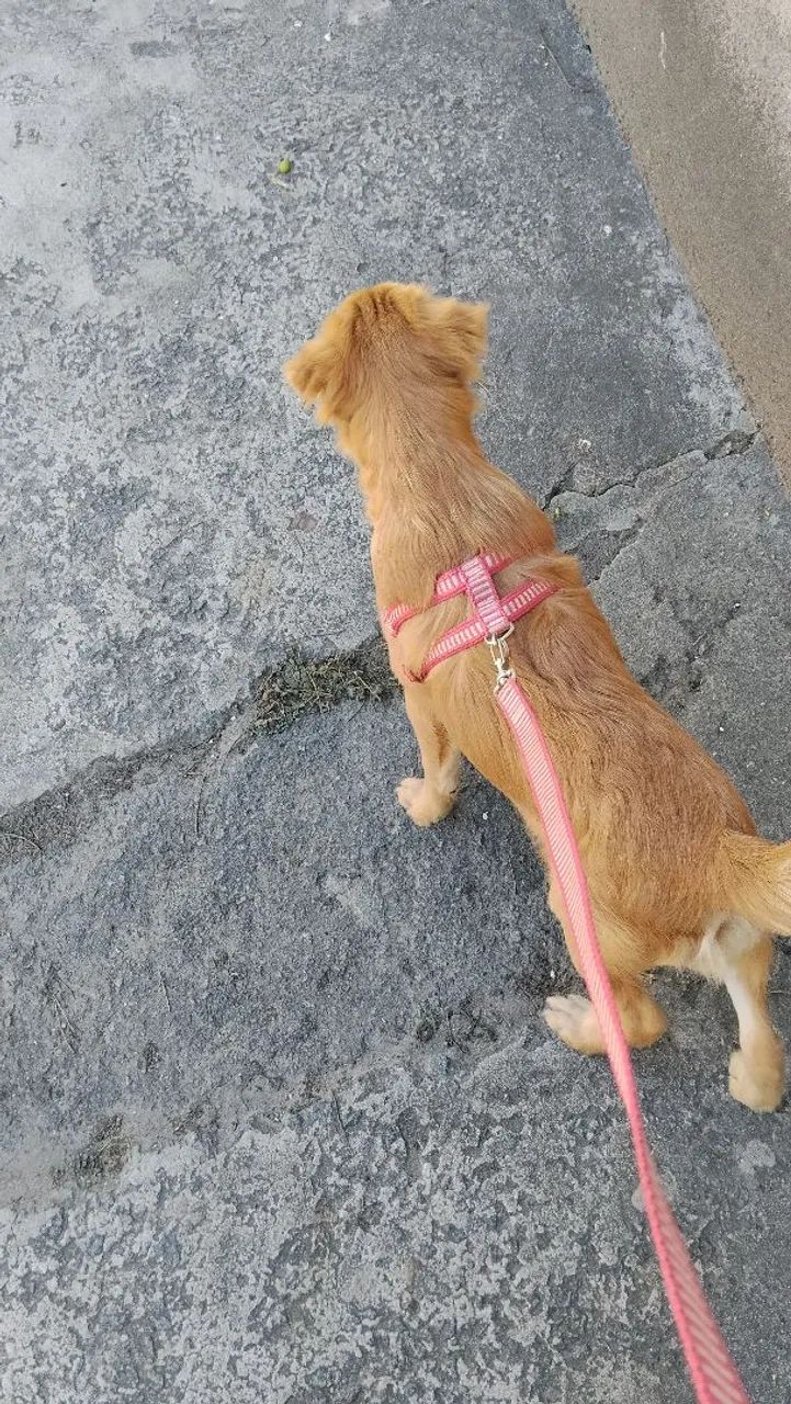 Doação de cachorro  - Foto 2